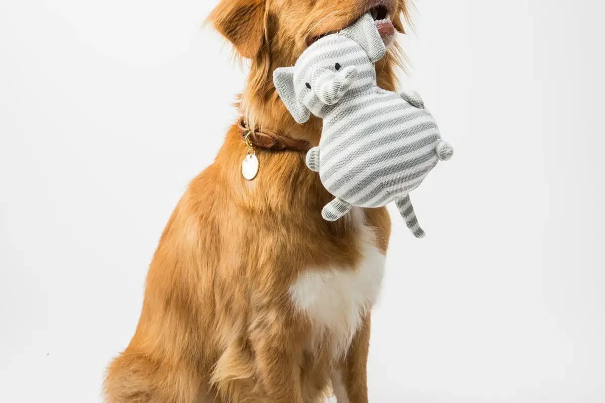 Dog playing with a soft toy from a pet supply order